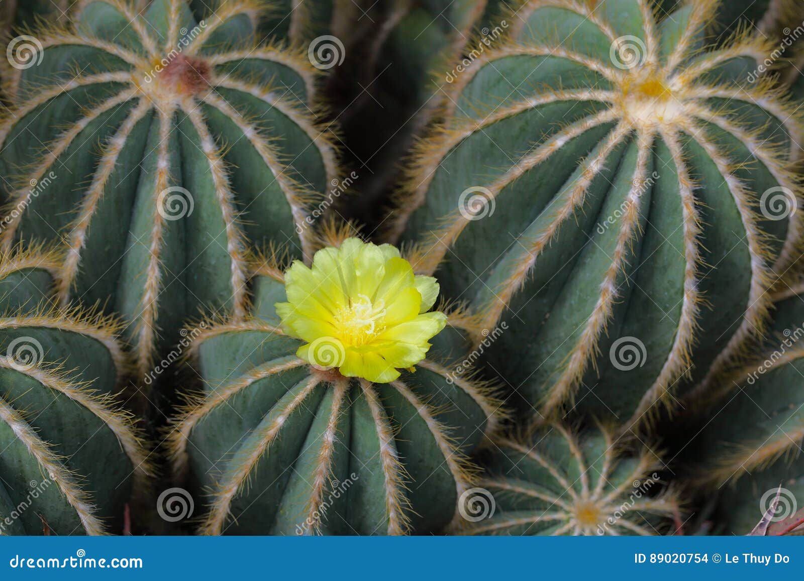 Flor del cactus de la bola foto de archivo. Imagen de cactos - 89020754