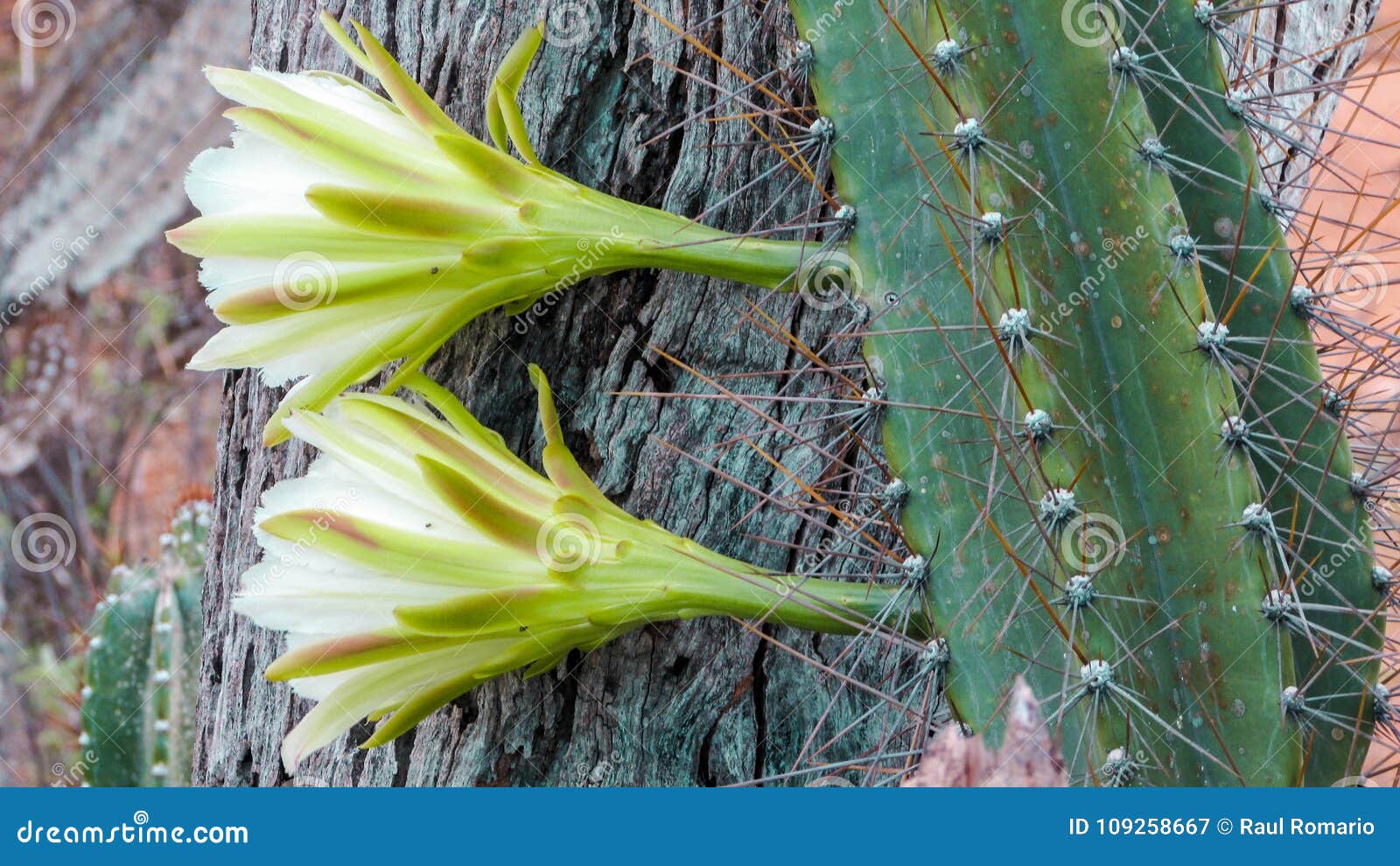 Flor Del Cactus De Mandacaru Imagen de archivo - Imagen de noche, flor:  109258667