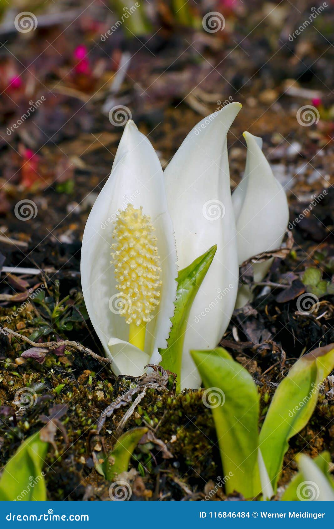 Flor Del Camtschatcensis Asiático Del Este Del Lysichiton De La Cala De La  Mofa Del Blanco Foto de archivo - Imagen de blanco, fresco: 116846484