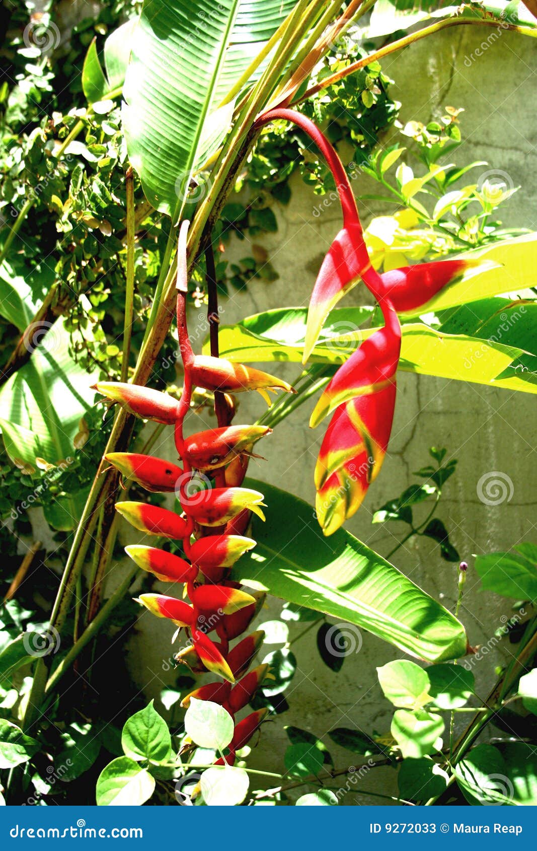 Flor del Caribe imagen de archivo. Imagen de amor, flora - 9272033