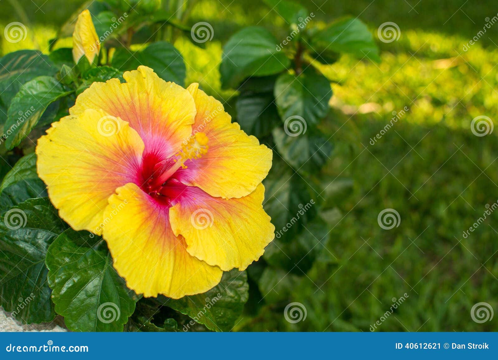 5,914 Flor Del Caribe Fotos de stock - Fotos libres de regalías de  Dreamstime