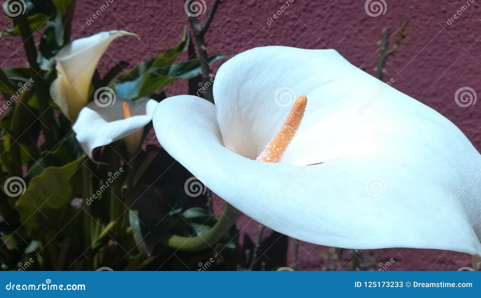 Flor del cartucho imagen de archivo. Imagen de africano - 125173233