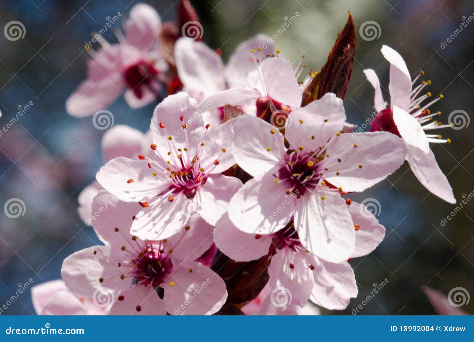 Resultado de imagen de imagenes de cerezos en flor