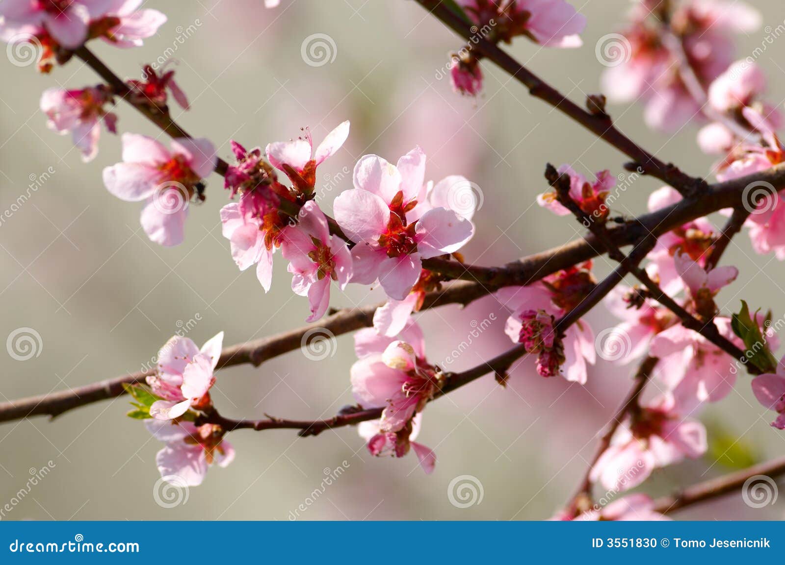 Flor del cerezo foto de archivo. Imagen de colorido, apacible - 3551830