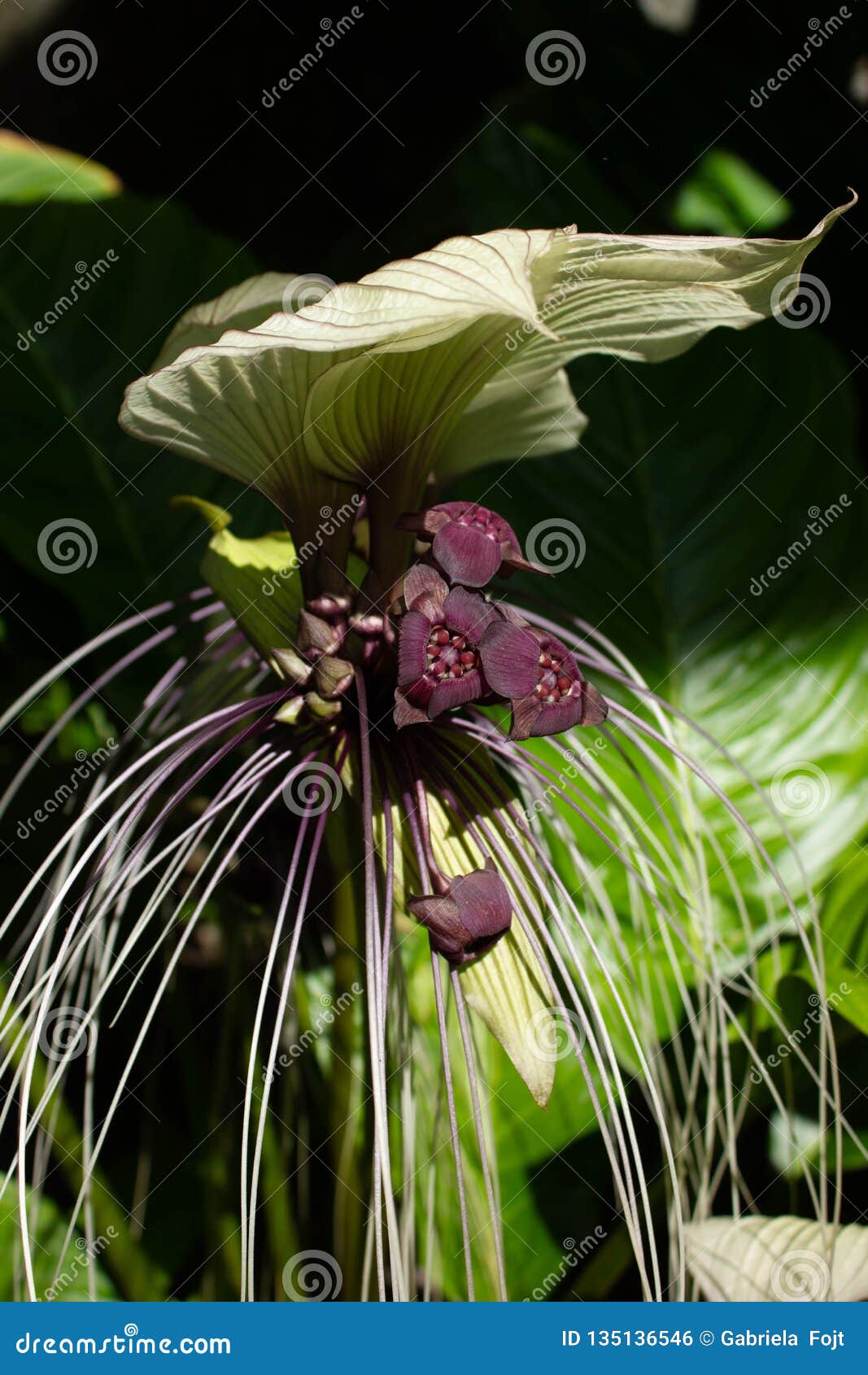 Flor Del Chantrieri Del Tacca En Miami La Florida Foto de archivo - Imagen  de flor, florida: 135136546