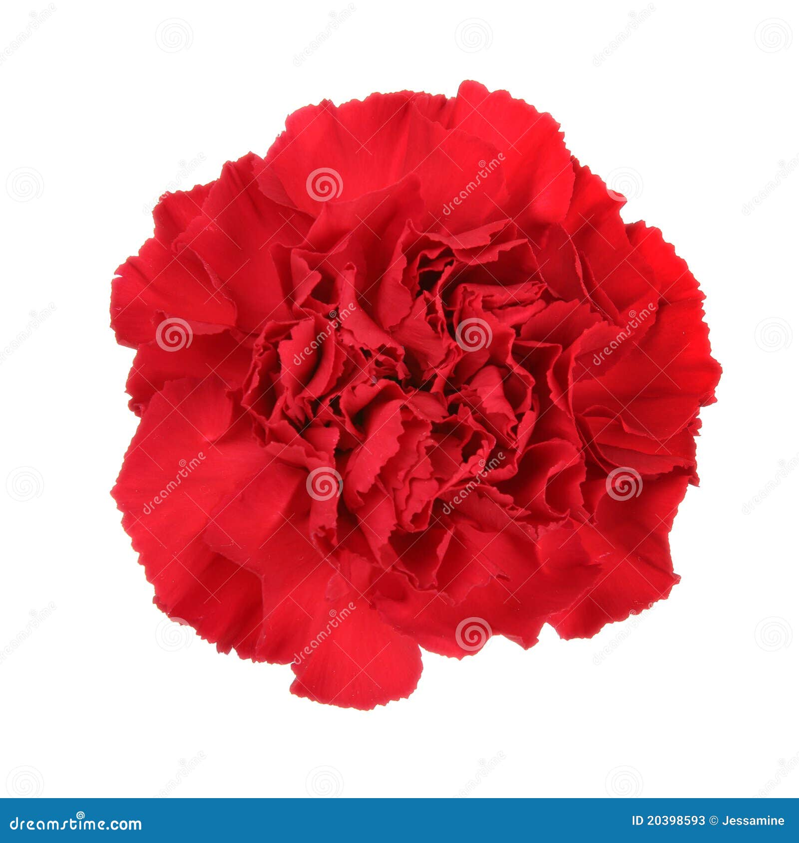 Flor del clavel imagen de archivo. Imagen de fondo, hermoso - 20398593