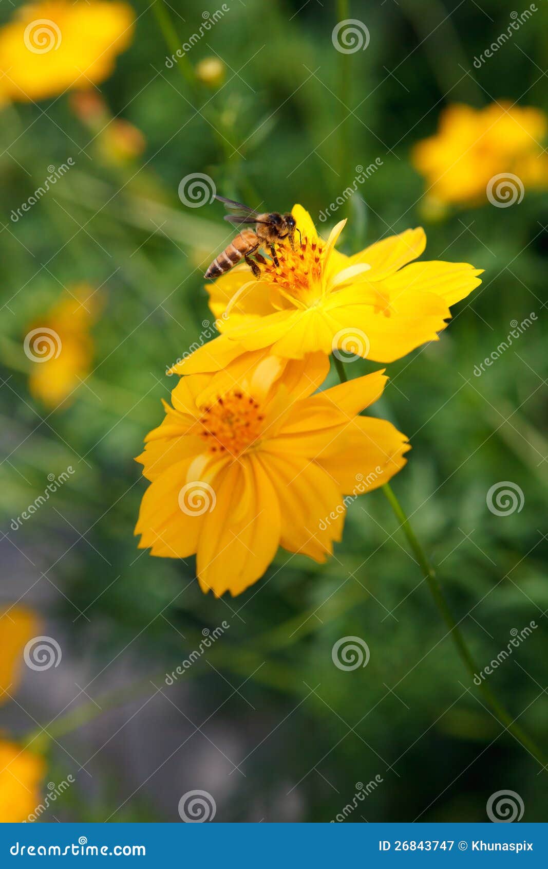 Flor del cosm e insecto amarillos de la abeja. El vuelo amarillo del insecto de la flor y de la abeja del cosmos para el alimento de la miel en flora cultiva un huerto