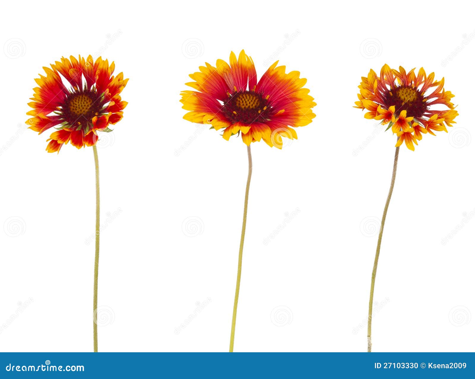 Flor del Gaillardia foto de archivo. Imagen de belleza 27103330