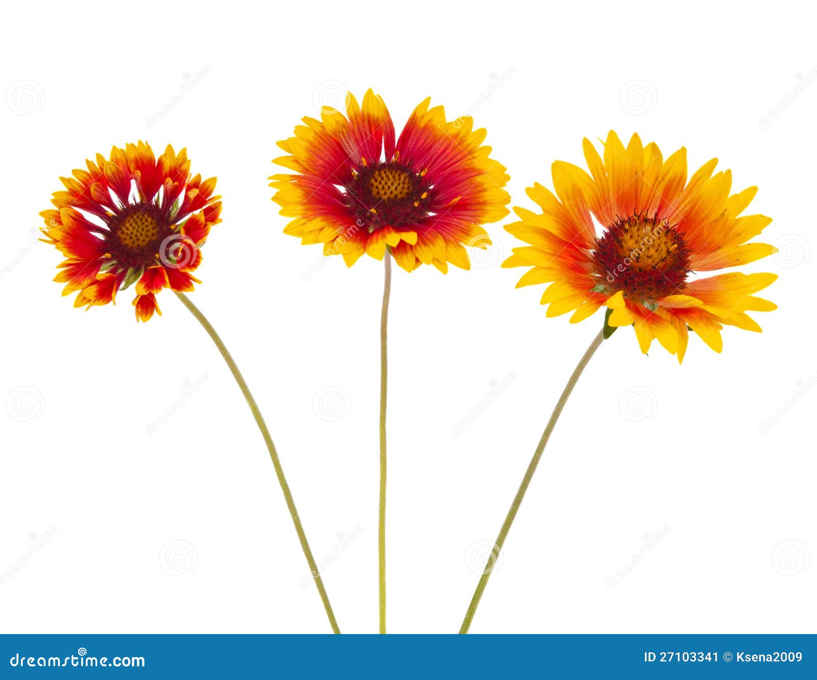Flor del Gaillardia imagen de archivo. Imagen de oscuro 27103341