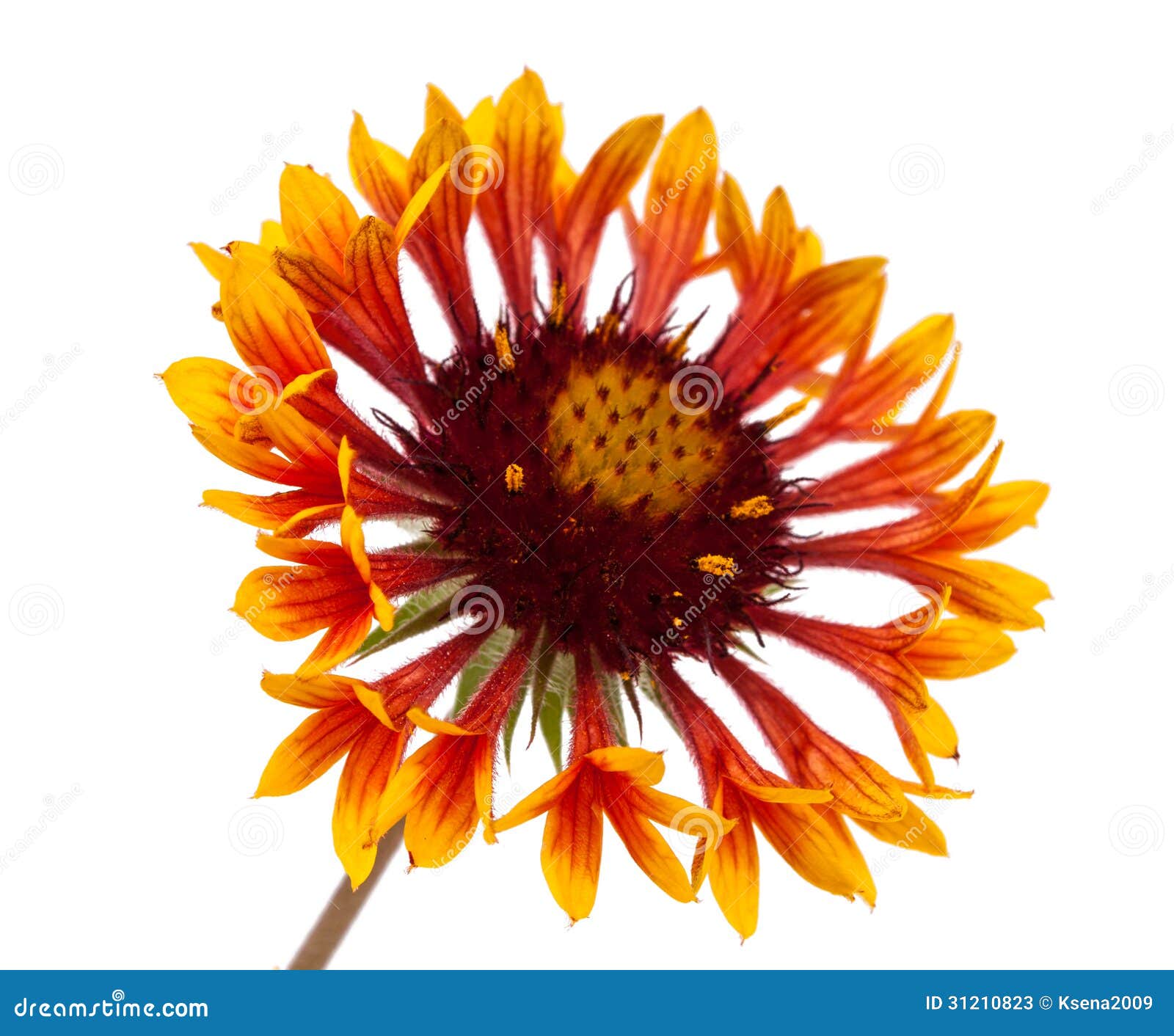 Flor del Gaillardia imagen de archivo. Imagen de hermoso 31210823