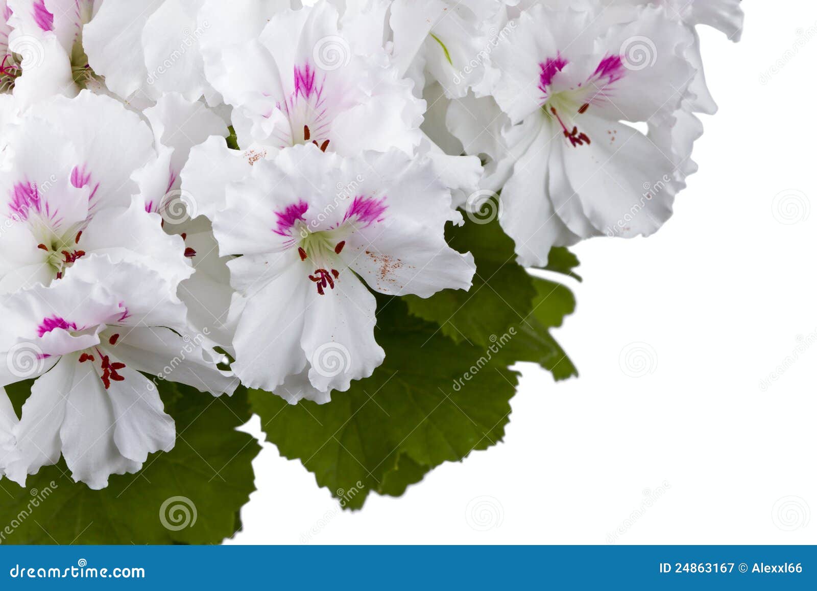 Flor del geranio imagen de archivo. Imagen de ramo, lila - 24863167