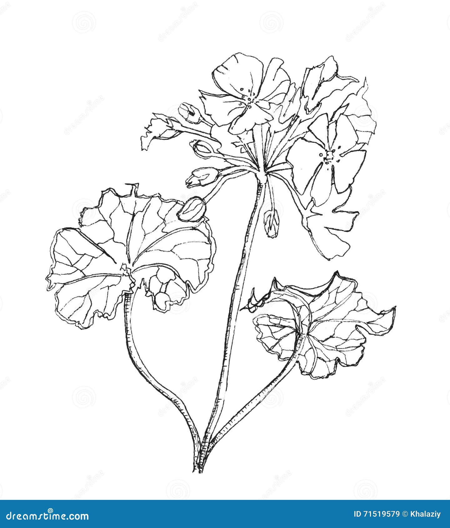 Flor del geranio stock de ilustración. Ilustración de aislado - 71519579