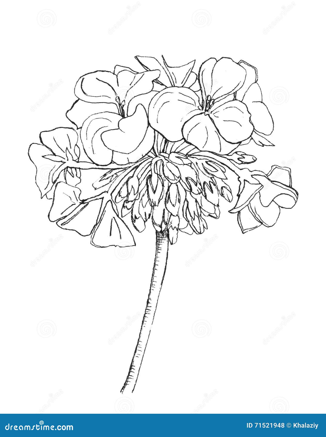 Flor del geranio stock de ilustración. Ilustración de negro - 71521948