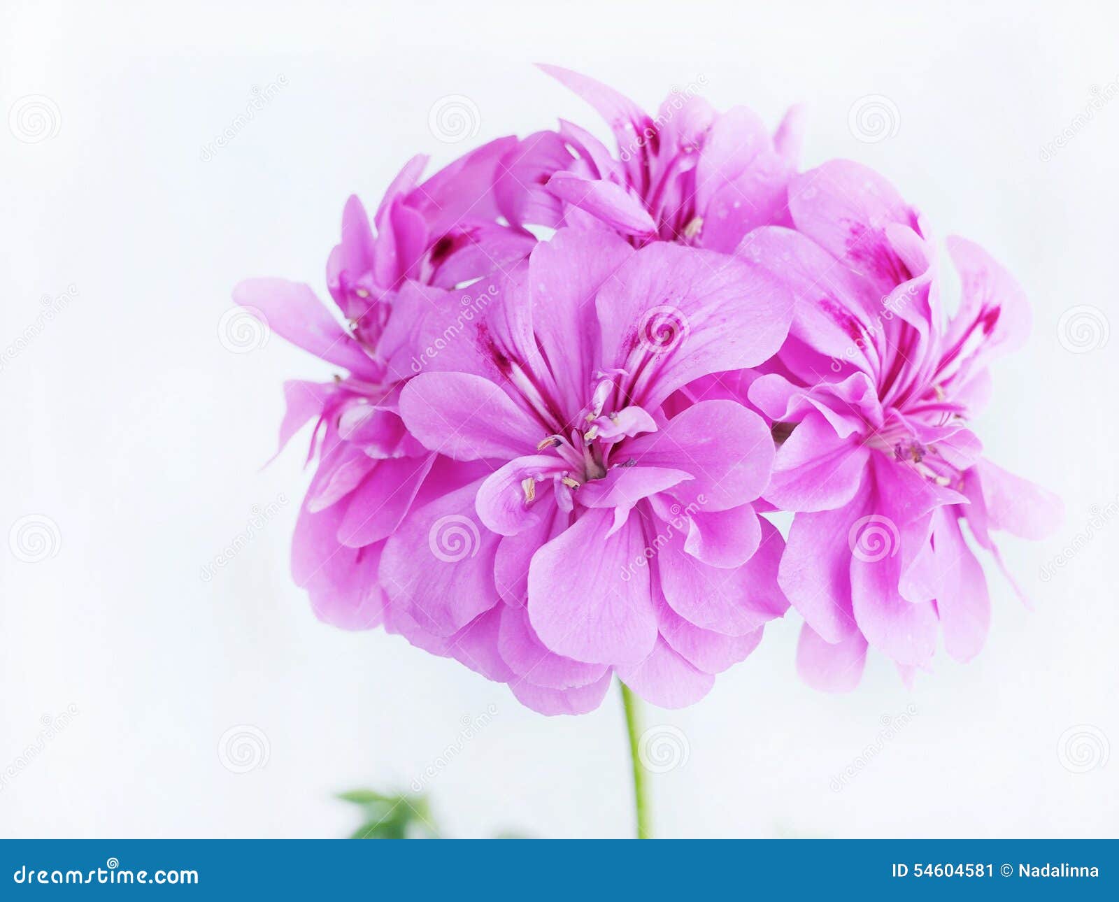 Flor Del Geranio De La Lila (Pelargonium) Imagen de archivo - Imagen de  detalle, resorte: 54604581