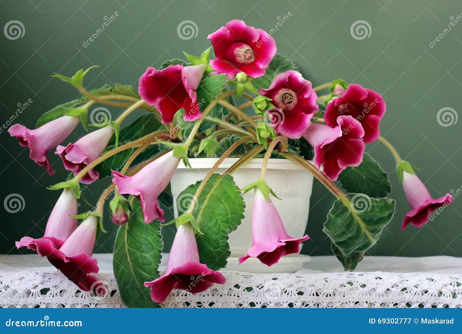 Flor Del Gloxinia En El Pote Blanco En Un Fondo Verde Imagen de archivo -  Imagen de houseplant, flora: 69302777