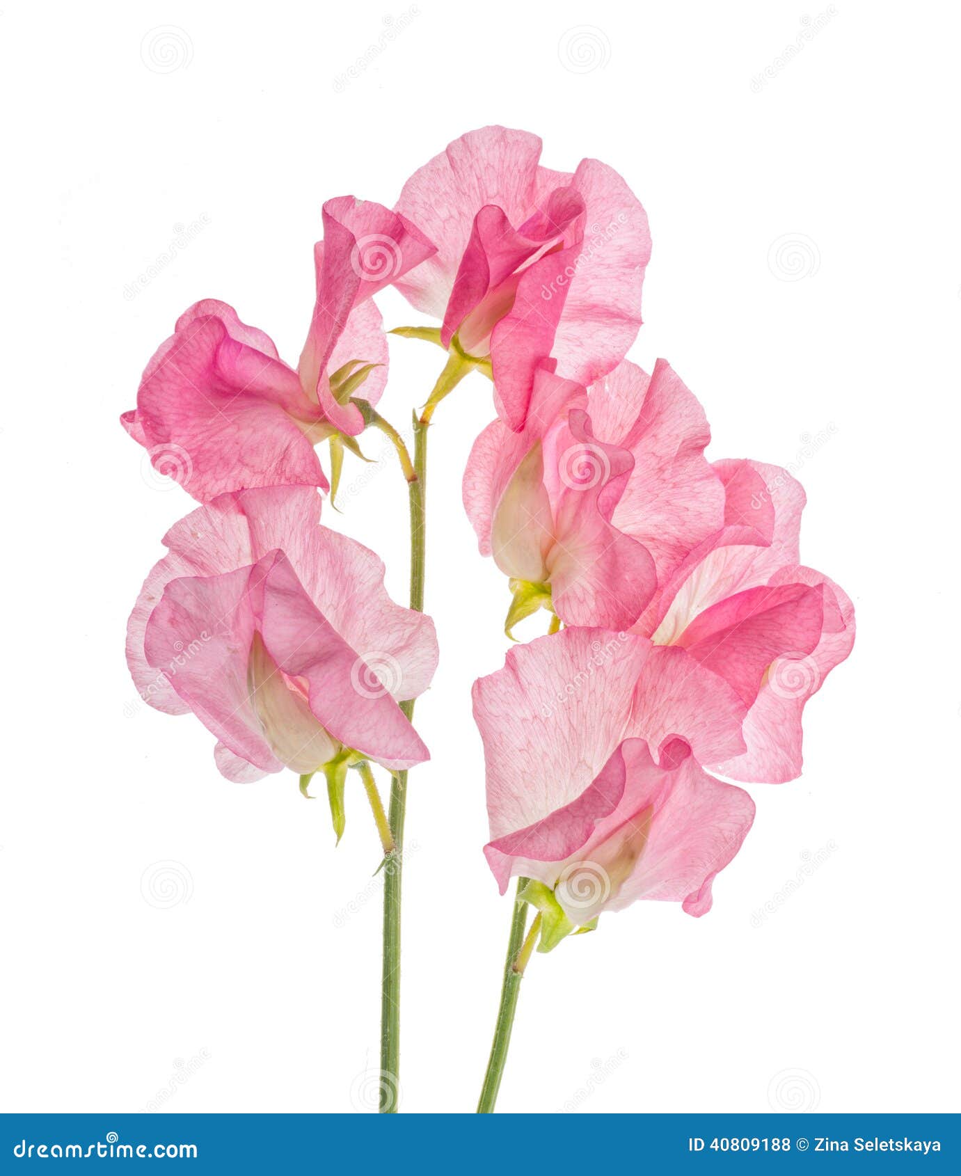 Flor del guisante dulce foto de archivo. Imagen de planta - 40809188