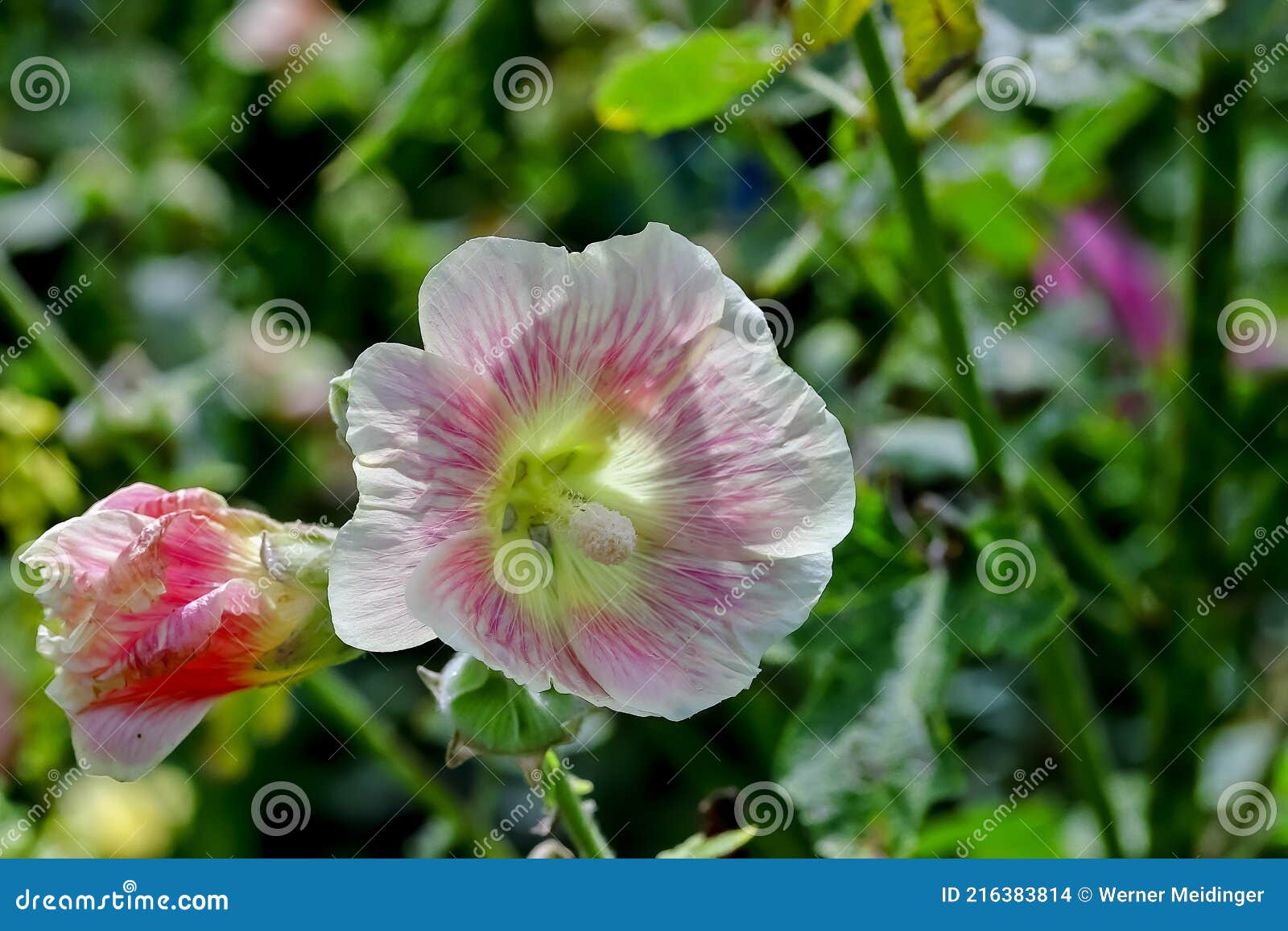 Flor Del Hollyhock Alcea Rosea En El Verano Bavaria Alemania Foto de  archivo - Imagen de verde, parque: 216383814