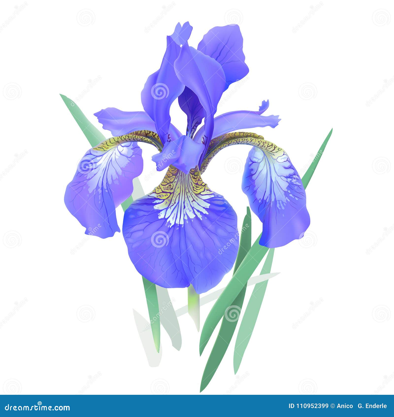 Flor Del Iris, Azul Iris Sibirica Ilustración del Vector - Ilustración de  planta, horticultura: 110952399