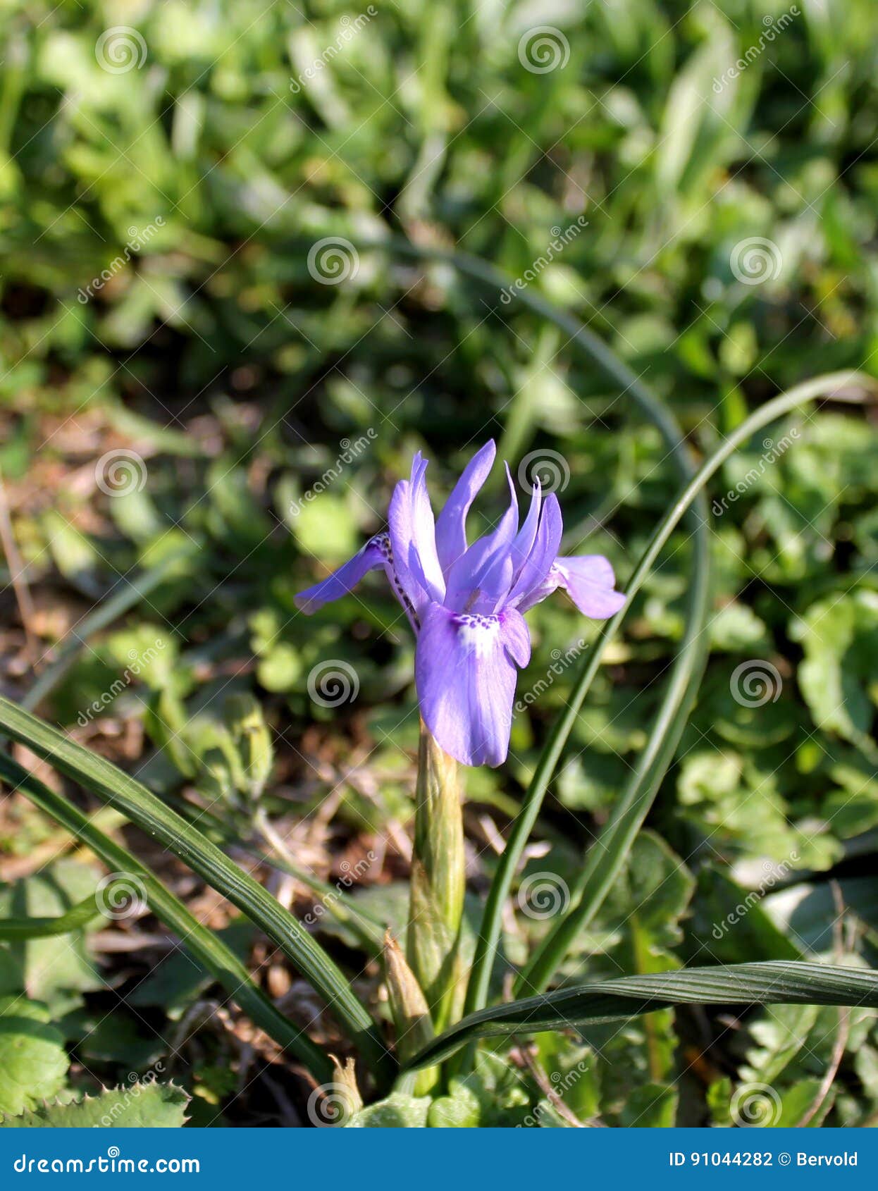 Flor Del Iris Salvaje En Primavera Foto de archivo - Imagen de crezca,  diafragma: 91044282