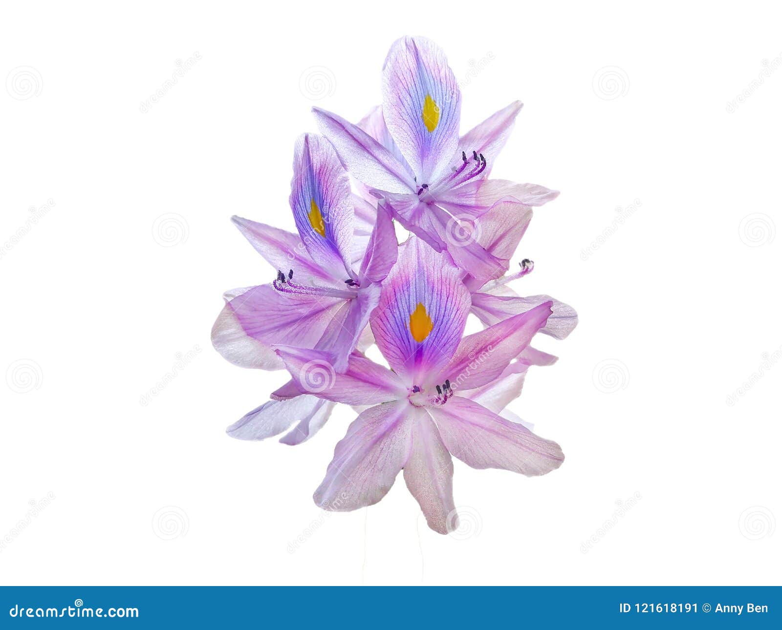 Flor Del Jacinto De Agua En El Fondo Blanco Imagen de archivo - Imagen de blanco, rosa: 121618191 Flor Del Jacinto De Agua En El Fondo Blanco Imagen de archivo - Imagen de blanco, rosa: 121618191