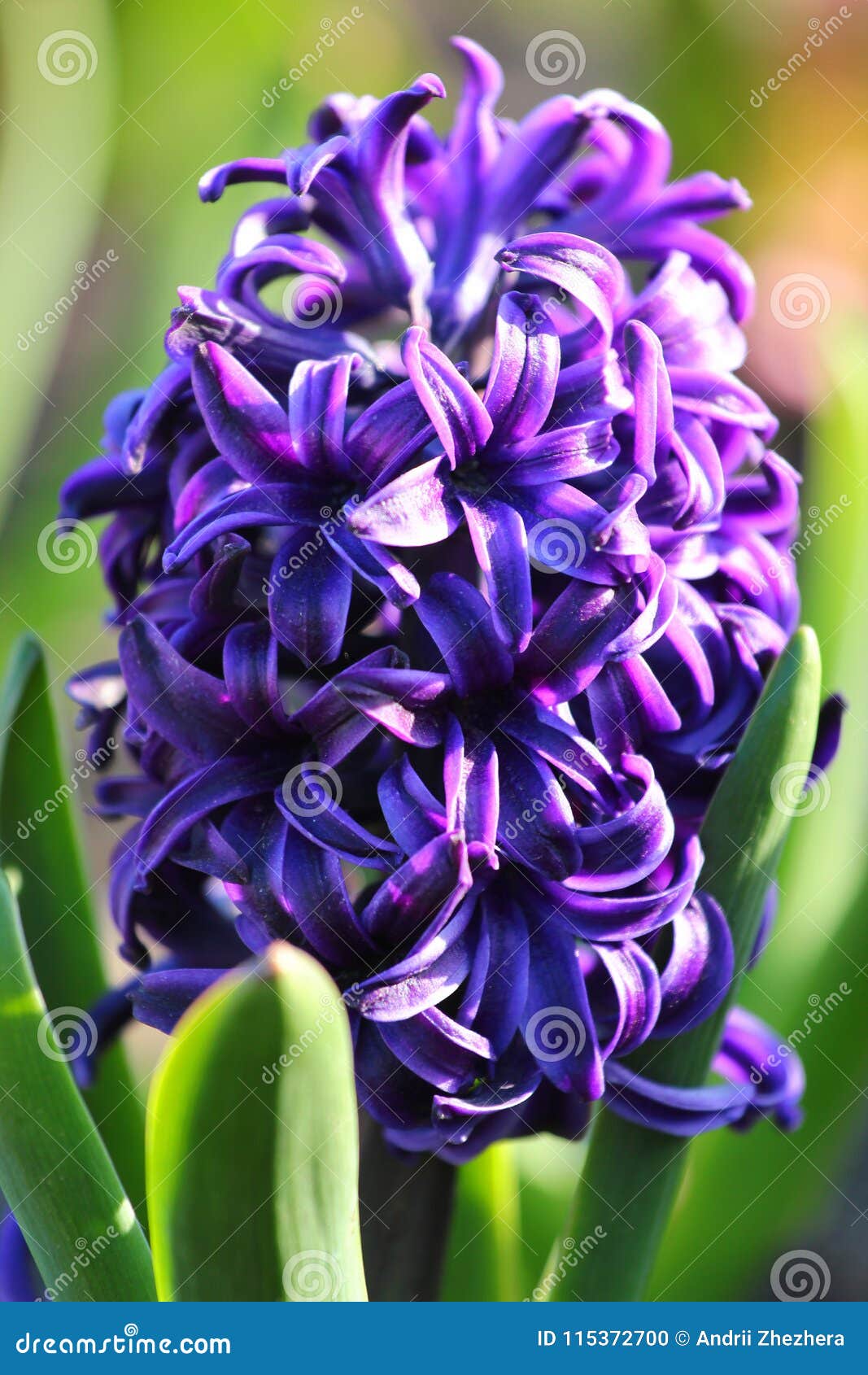 Flor Del Jacinto En Un Macizo De Flores Foto de archivo - Imagen de flores,  violeta: 115372700