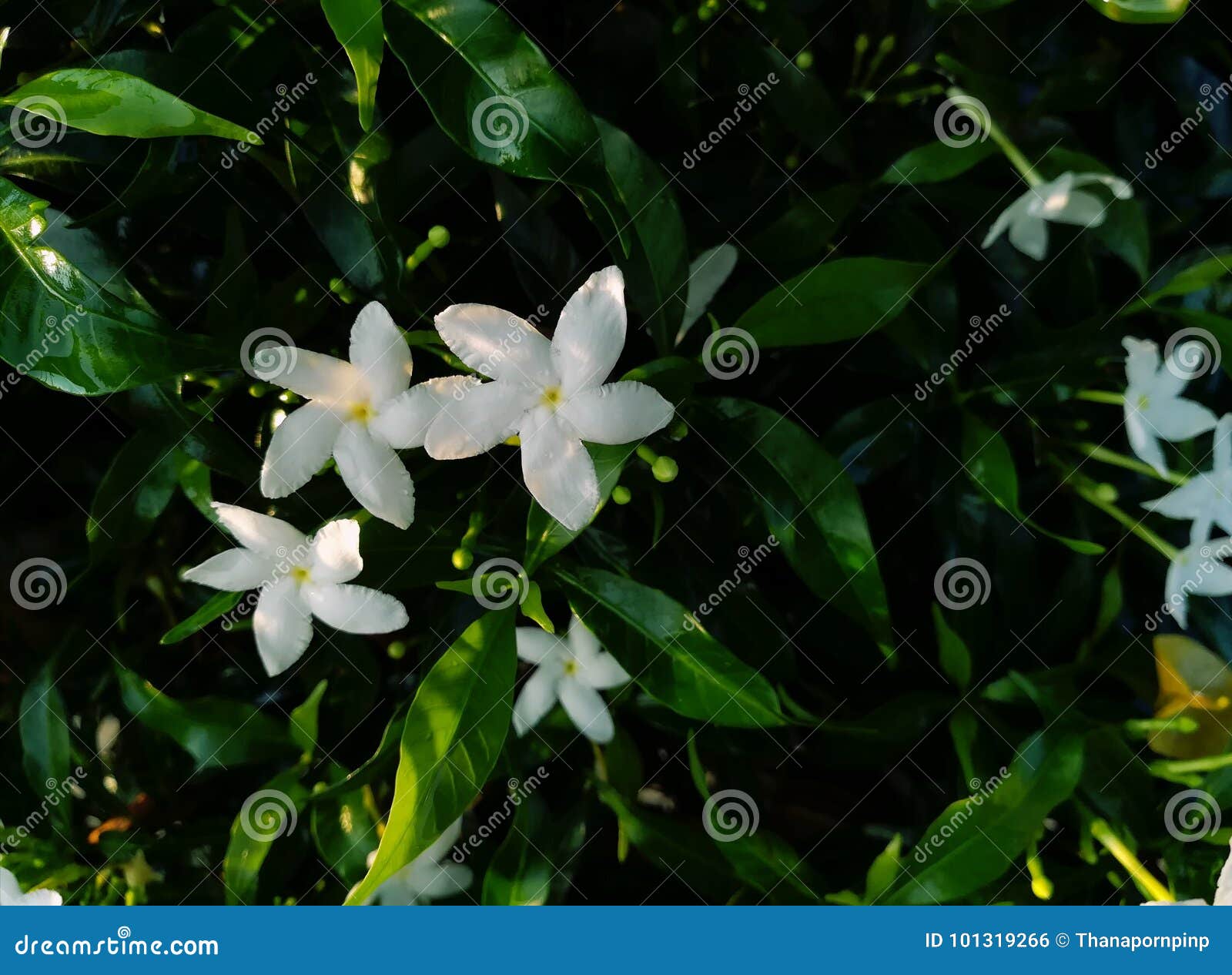 348 Flor Del Jazmín De Cabo Fotos de stock - Fotos libres de regalías de  Dreamstime