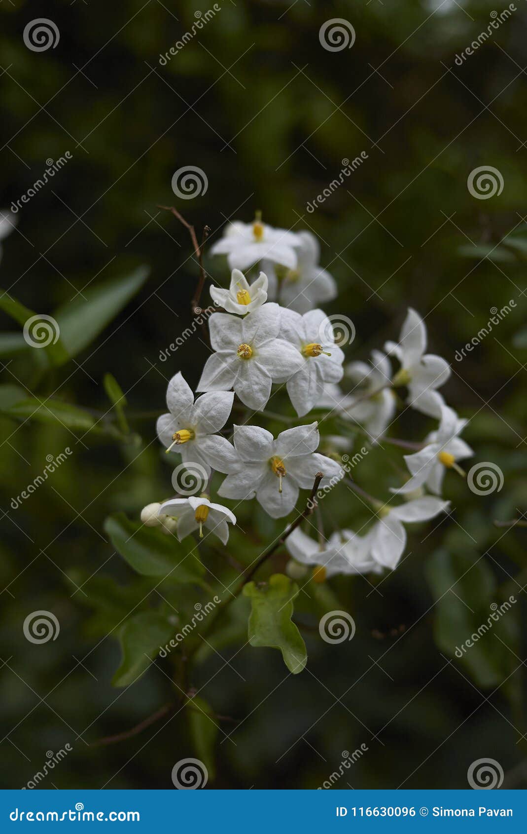 Flor Del Laxum De La Solanácea Foto de archivo - Imagen de manojo, planta:  116630096