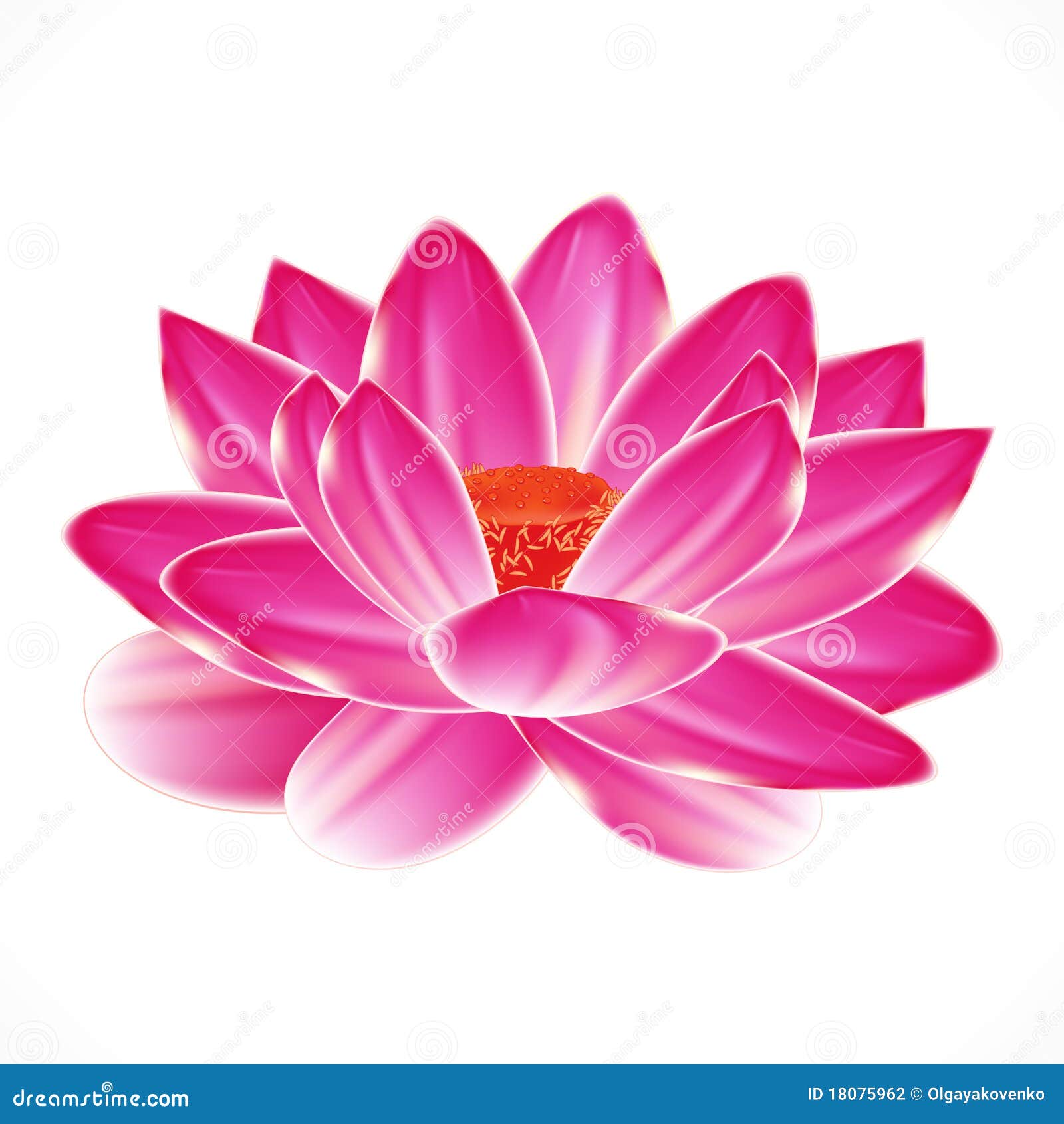 Flor del lirio de agua. ilustración del vector. Ilustración de color - 18075962 Flor del lirio de agua. ilustración del vector. Ilustración de color - 18075962
