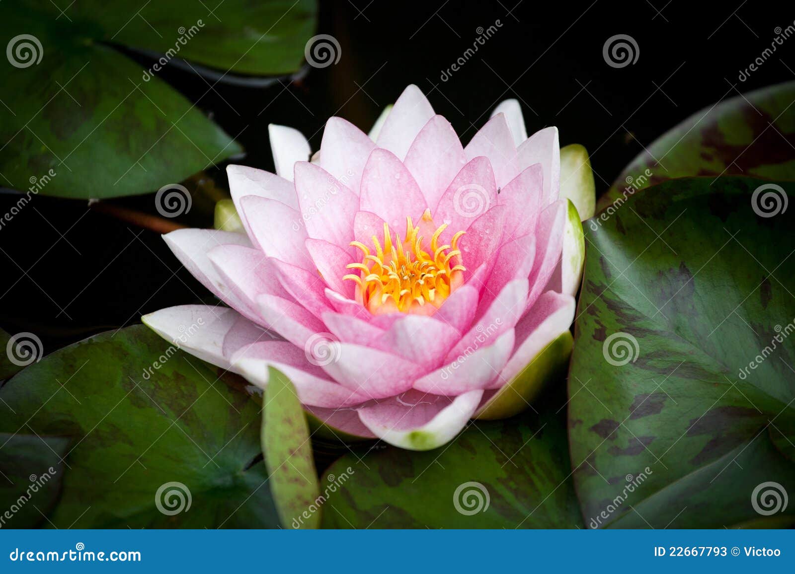 Flor del lirio de agua imagen de archivo. Imagen de agua - 22667793