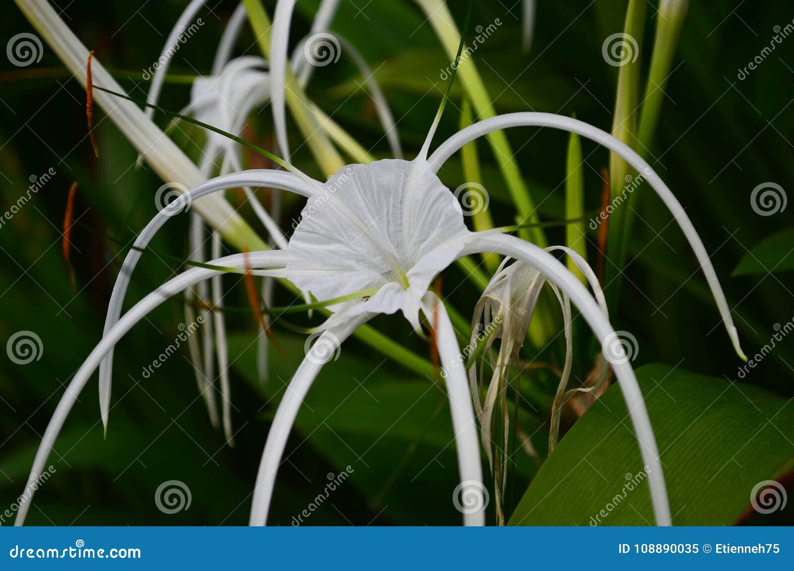 Flor Del Lirio De Pantano En Asia Sudoriental Imagen de archivo - Imagen de  planta, hermoso: 108890035