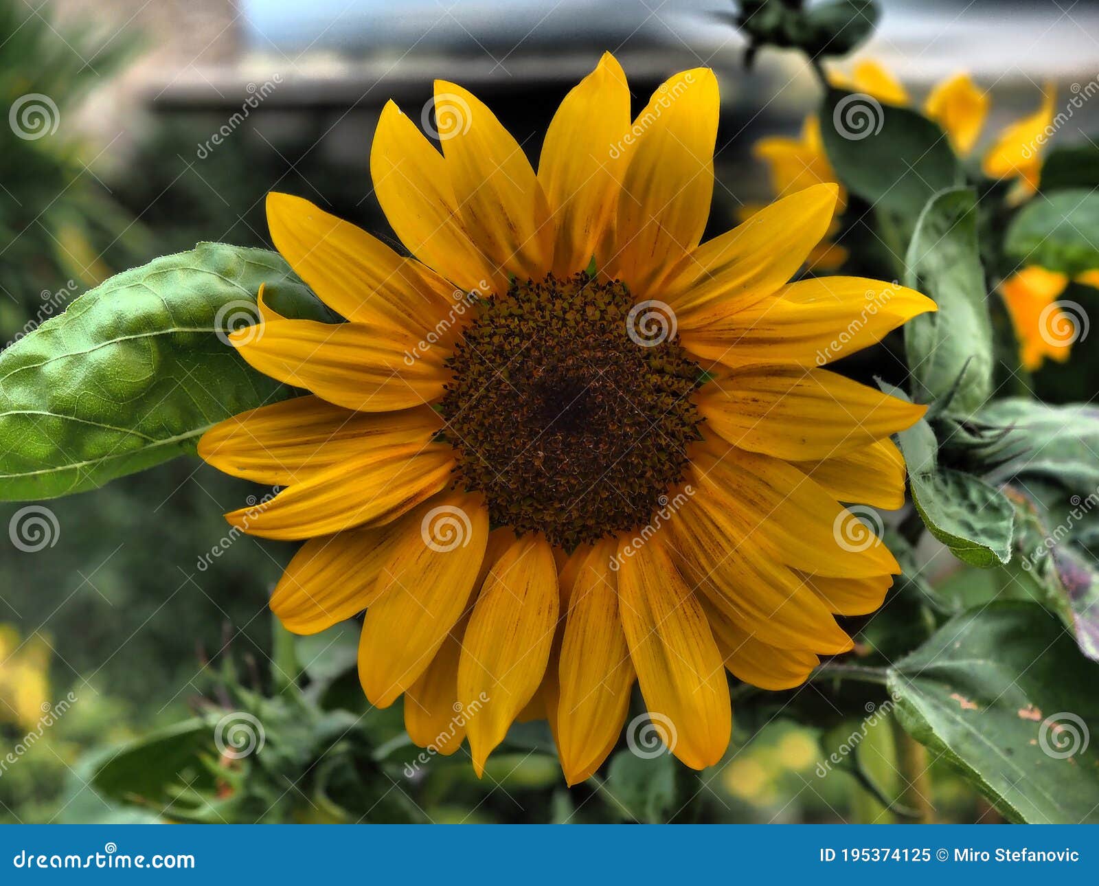 Flor Del Mes De Agosto : El Girasol Imagen de archivo - Imagen de edificio,  completo: 195374125