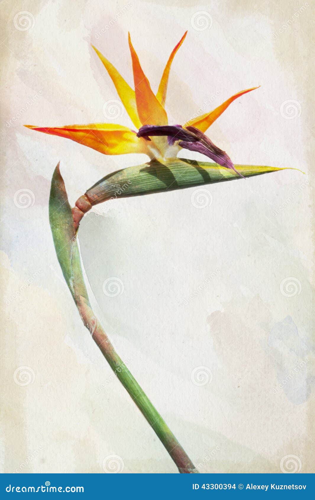 Flor Del Pájaro Del Paraíso De La Acuarela (Strelitzia) Stock de  ilustración - Ilustración de anaranjado, pétalo: 43300394