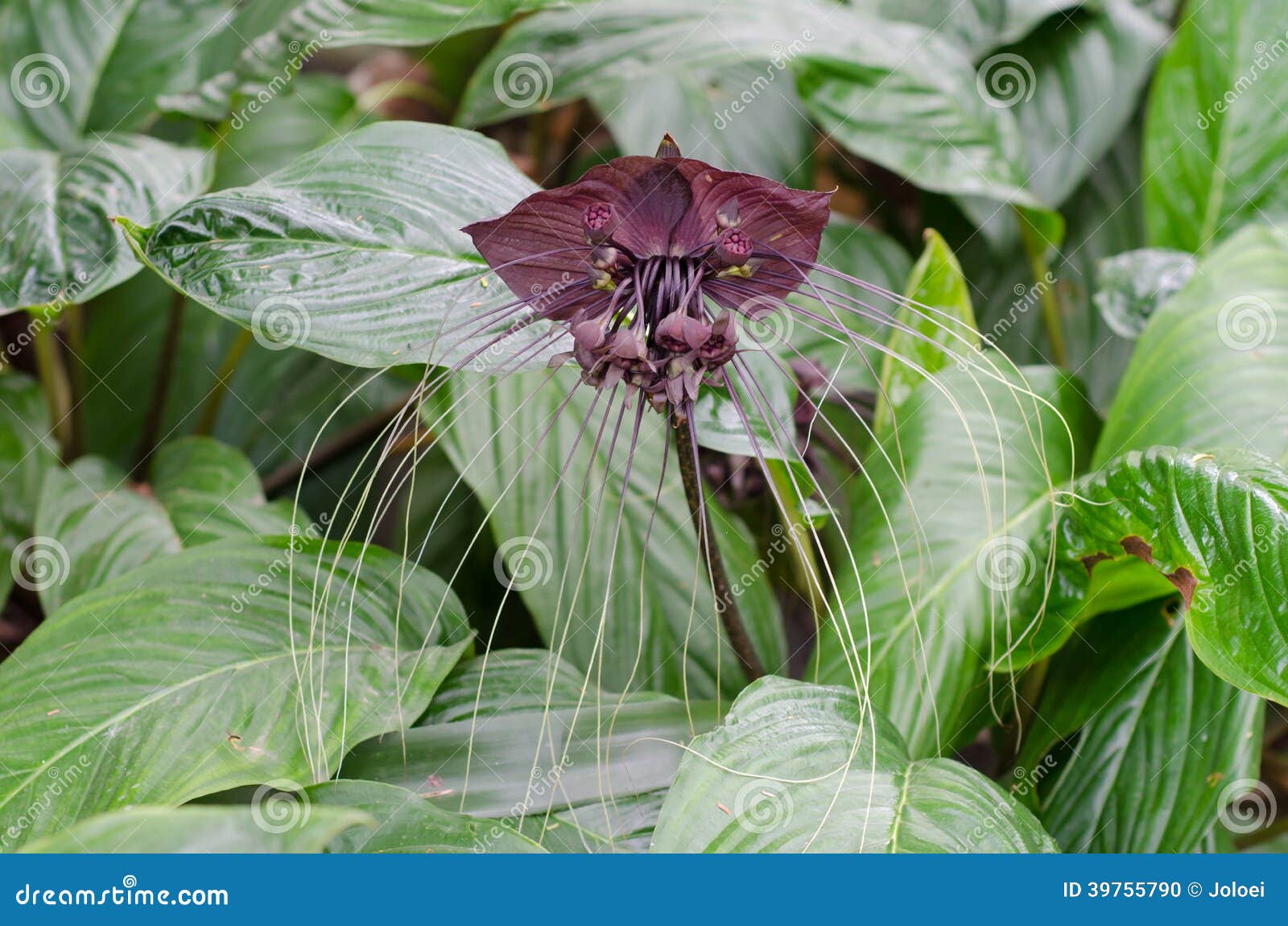 Flor Del Palo O Chantrieri Negra Del Tacca Foto de archivo - Imagen de  barbas, color: 39755790