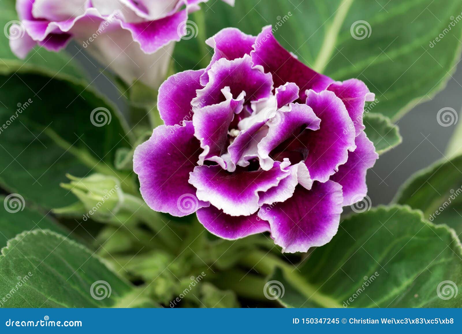 Flor Del Rosa Y Blanca De Un Gloxinia Imagen de archivo - Imagen de  houseplants, travieso: 150347245