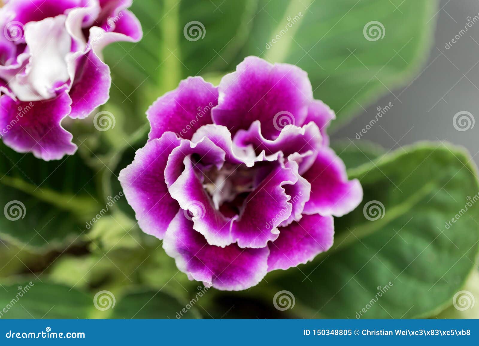 Flor Del Rosa Y Blanca De Un Gloxinia Imagen de archivo - Imagen de  plantas, flor: 150348805