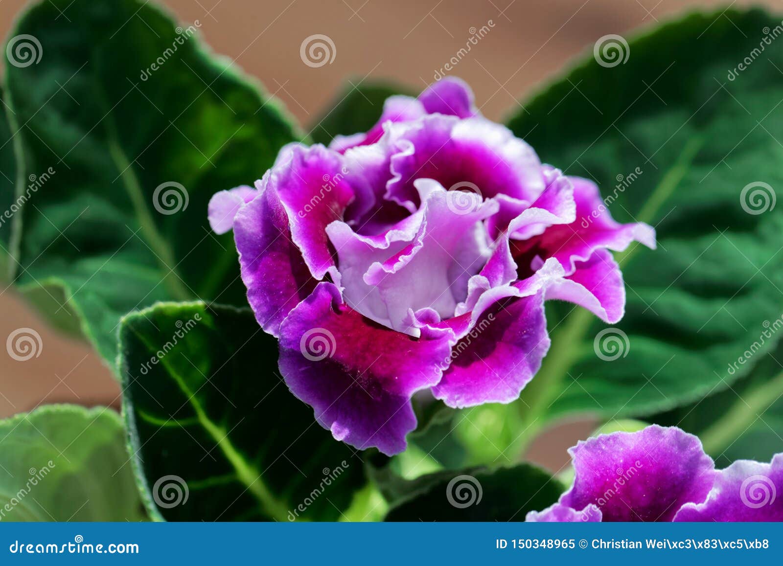 Flor Del Rosa Y Blanca De Un Gloxinia Imagen de archivo - Imagen de azul,  color: 150348965