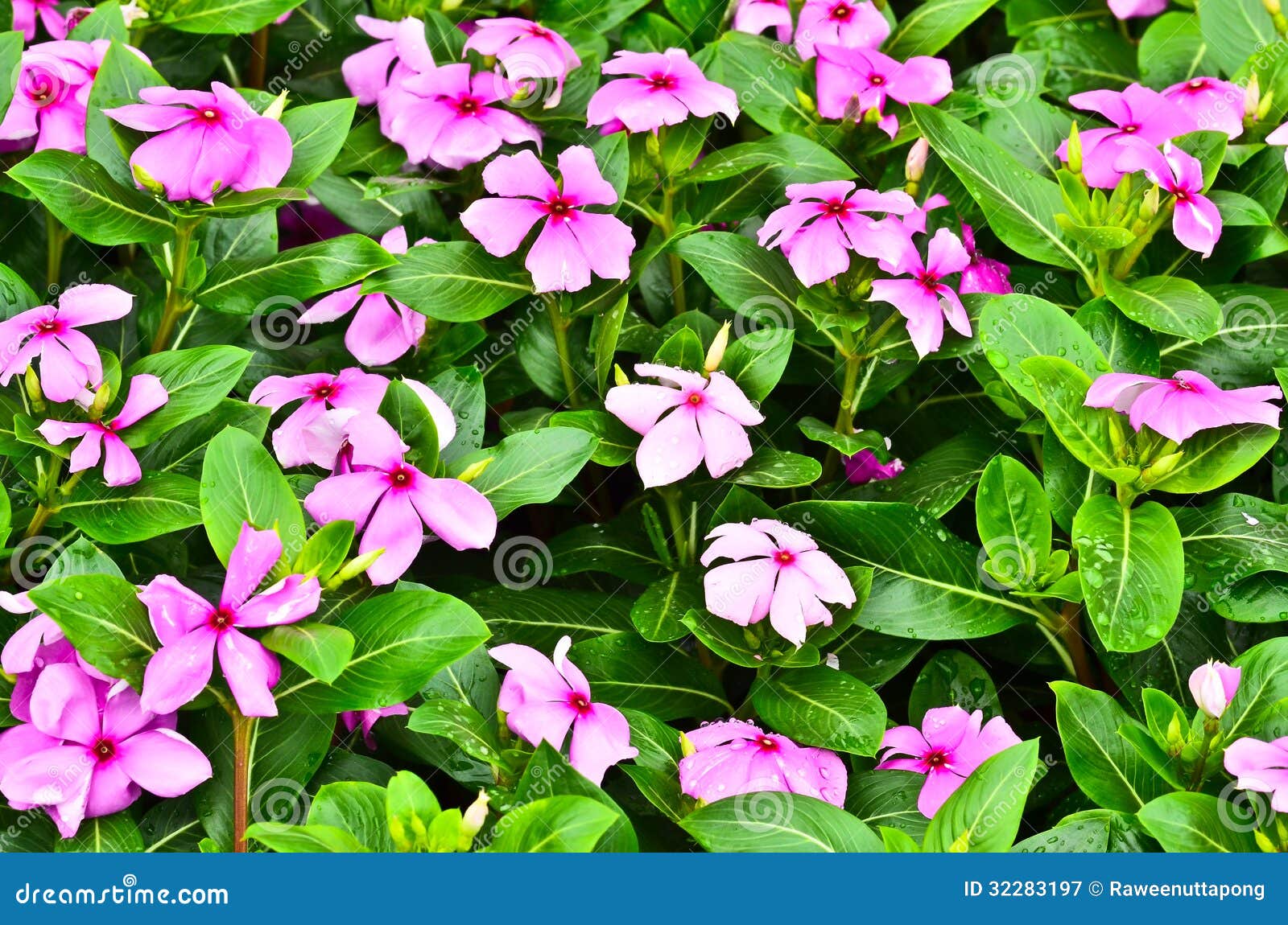 1,372 Flor Del Vinca Fotos de stock - Fotos libres de regalías de Dreamstime