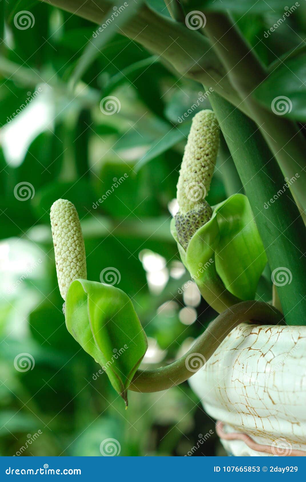 Flor Del Zamiifolia De Zamioculcas Imagen de archivo - Imagen de vertical,  verde: 107665853