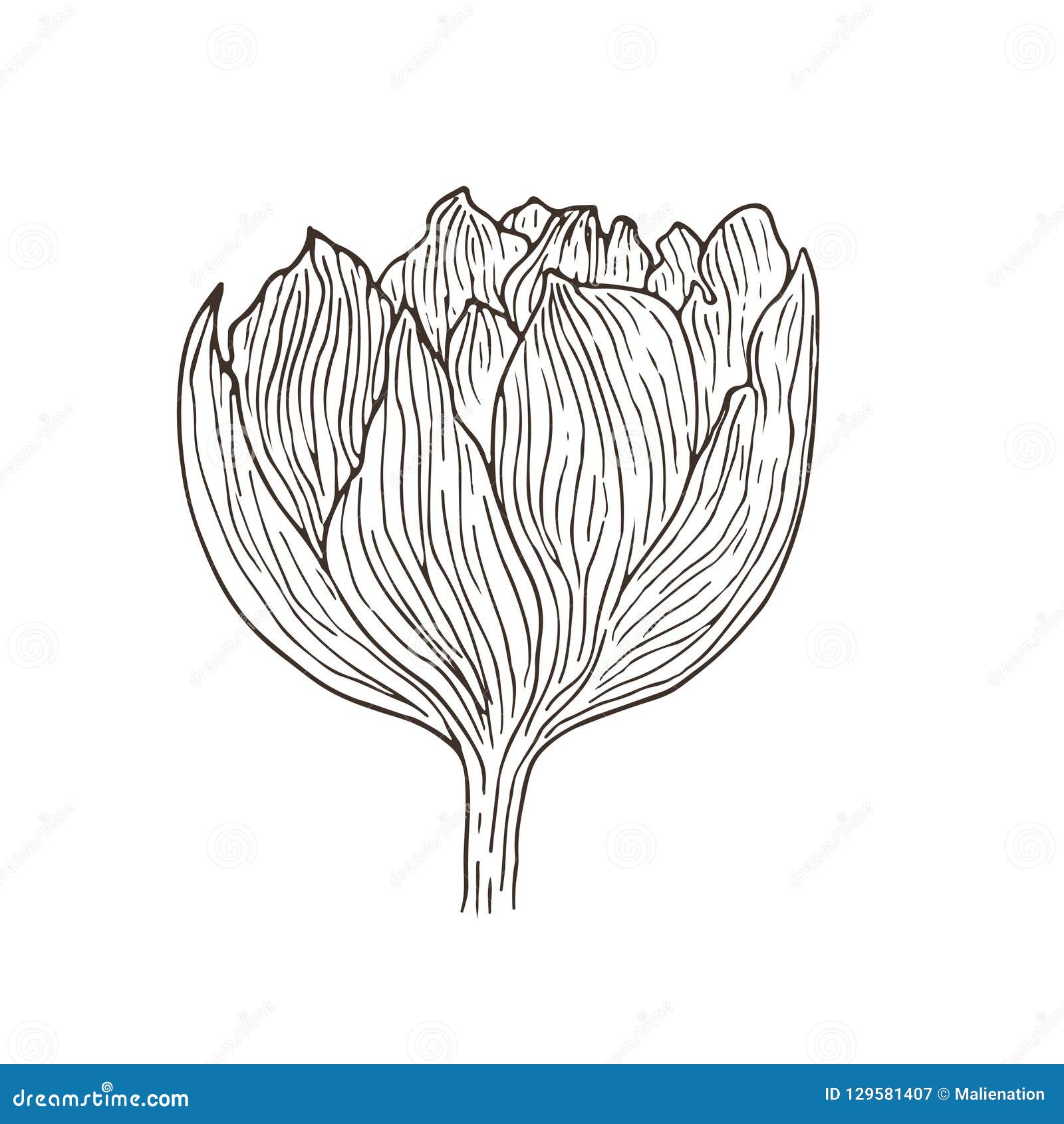 Flor Dibujada Mano Del Tulipán Impresión Interior Floral Ejemplo Bosquejado  Del Vector Línea Arte De La Flor Del Tatuaje Ilustración del Vector -  Ilustración de detallado, decorativo: 129581407