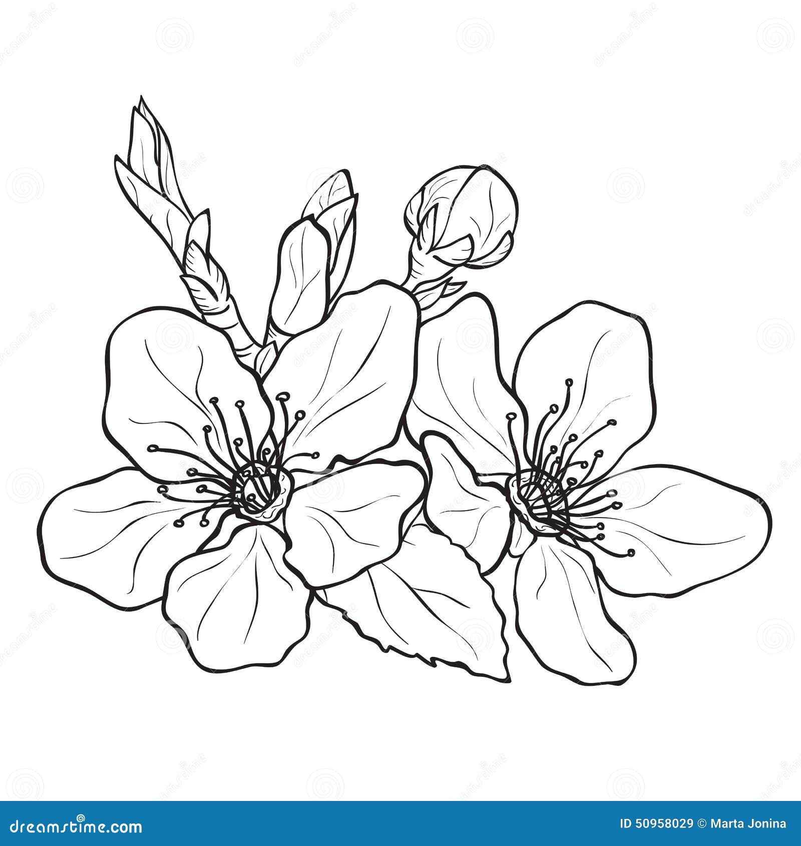 Flor - Dibujo De Las Flores De Cerezo Stock de ilustración - Ilustración de  chino, tinta: 50958029