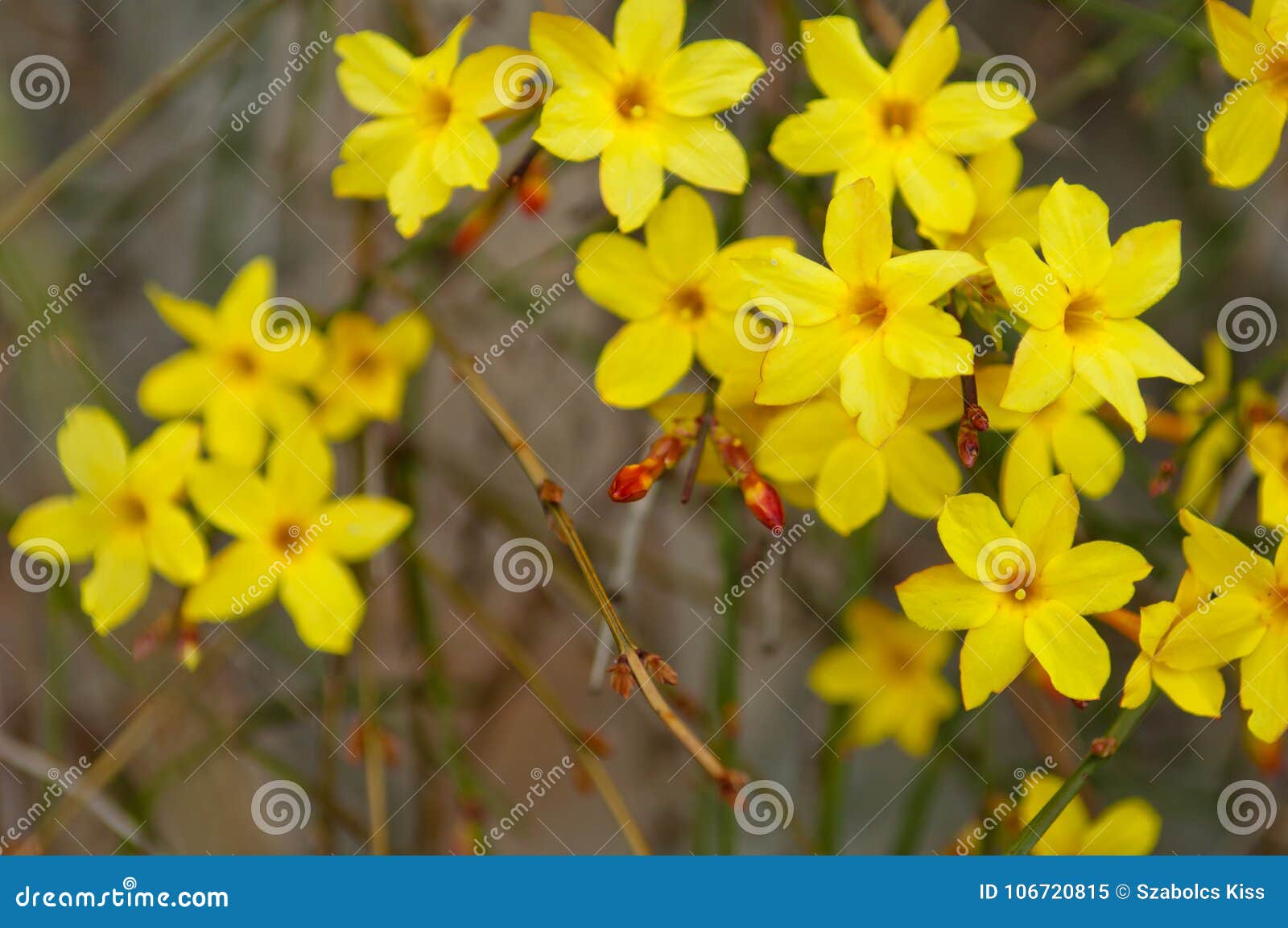 Flor Do Amarelo Do Nudiflorum Do Jasminum Do Jasmim De Inverno Imagem de  Stock - Imagem de mola, filial: 106720815