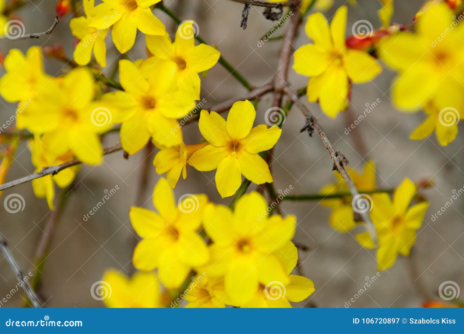 Flor Do Amarelo Do Nudiflorum Do Jasminum Do Jasmim De Inverno Imagem de  Stock - Imagem de beleza, planta: 106720897