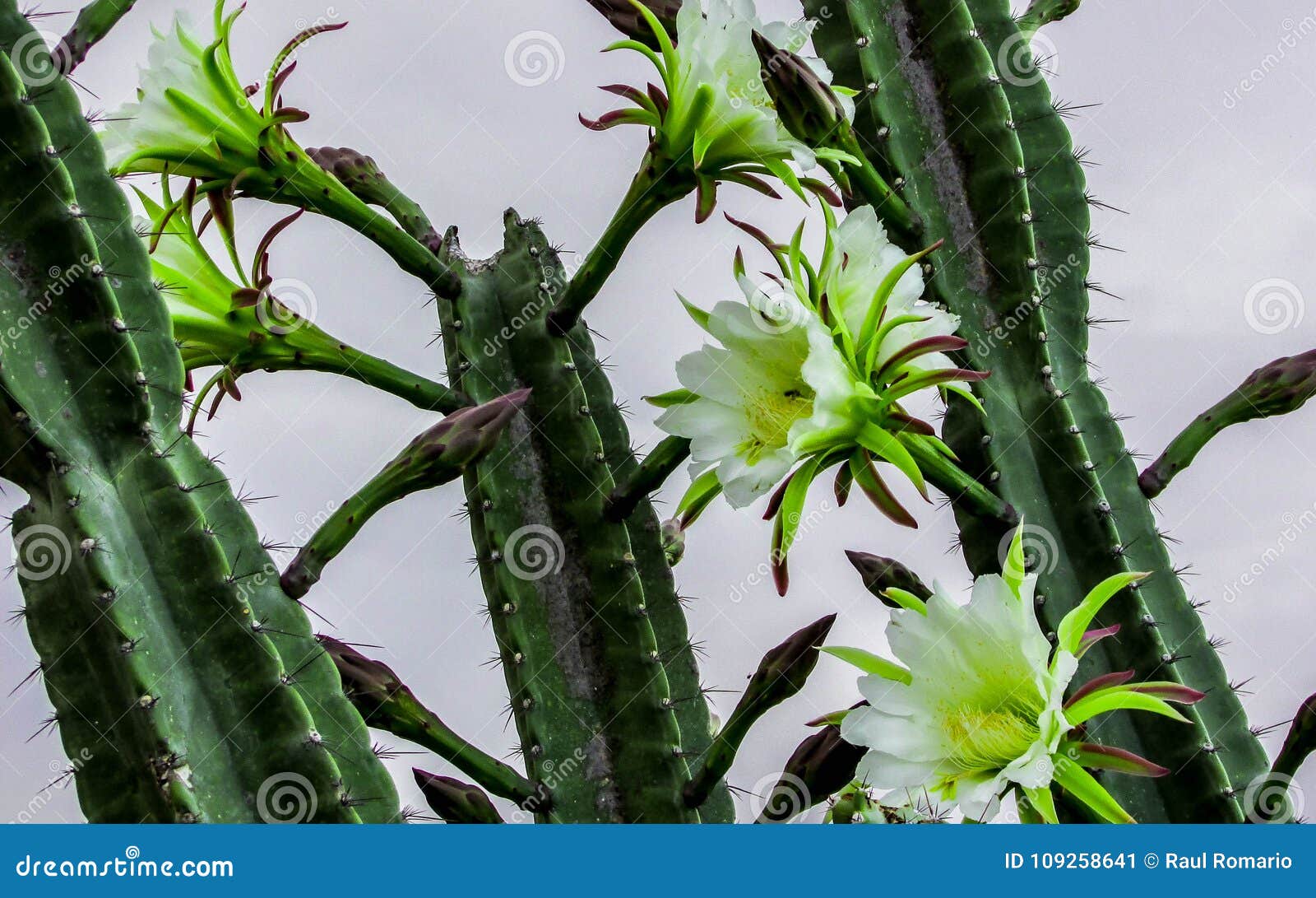 Flor do cacto de Mandacaru imagem de stock. Imagem de flora - 109258641