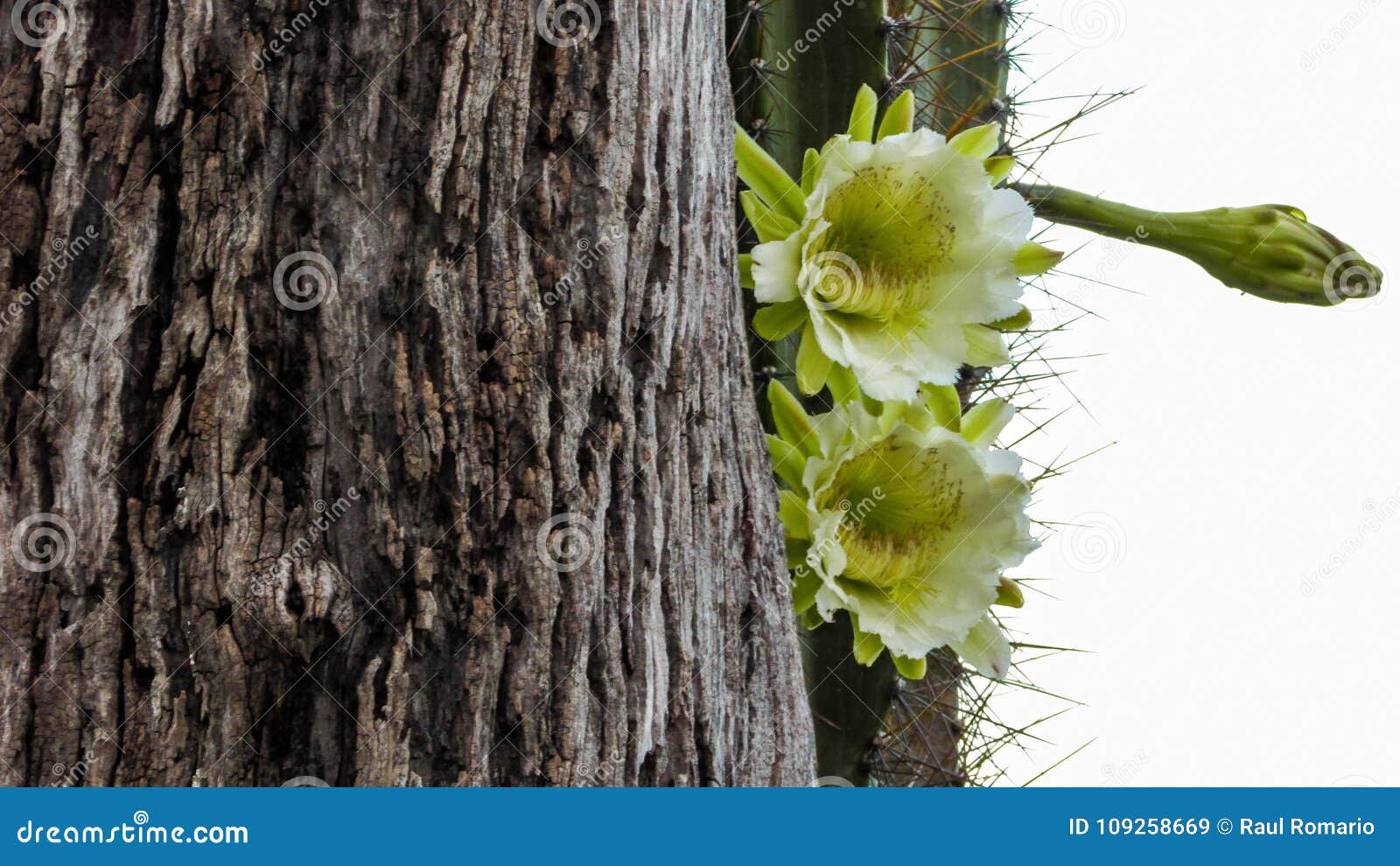 Flor do cacto de Mandacaru imagem de stock. Imagem de tronco - 109258669