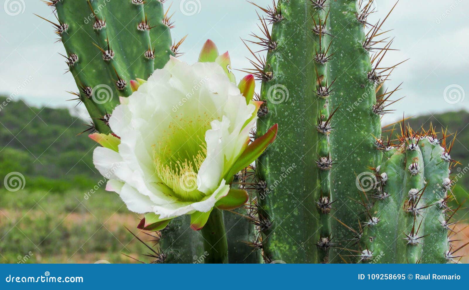 Flor do cacto de Mandacaru imagem de stock. Imagem de flores - 109258695