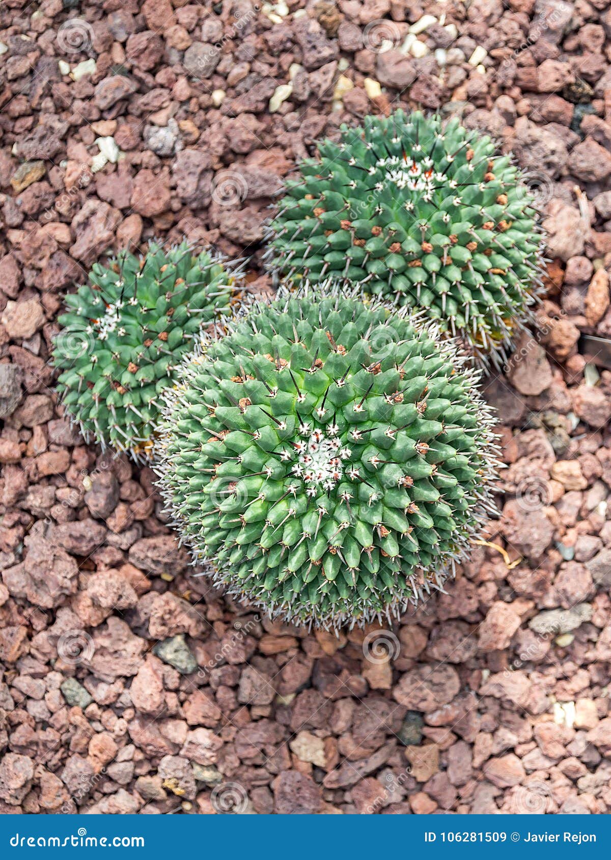 Flor do cacto de Mickey imagem de stock. Imagem de quente - 106281509