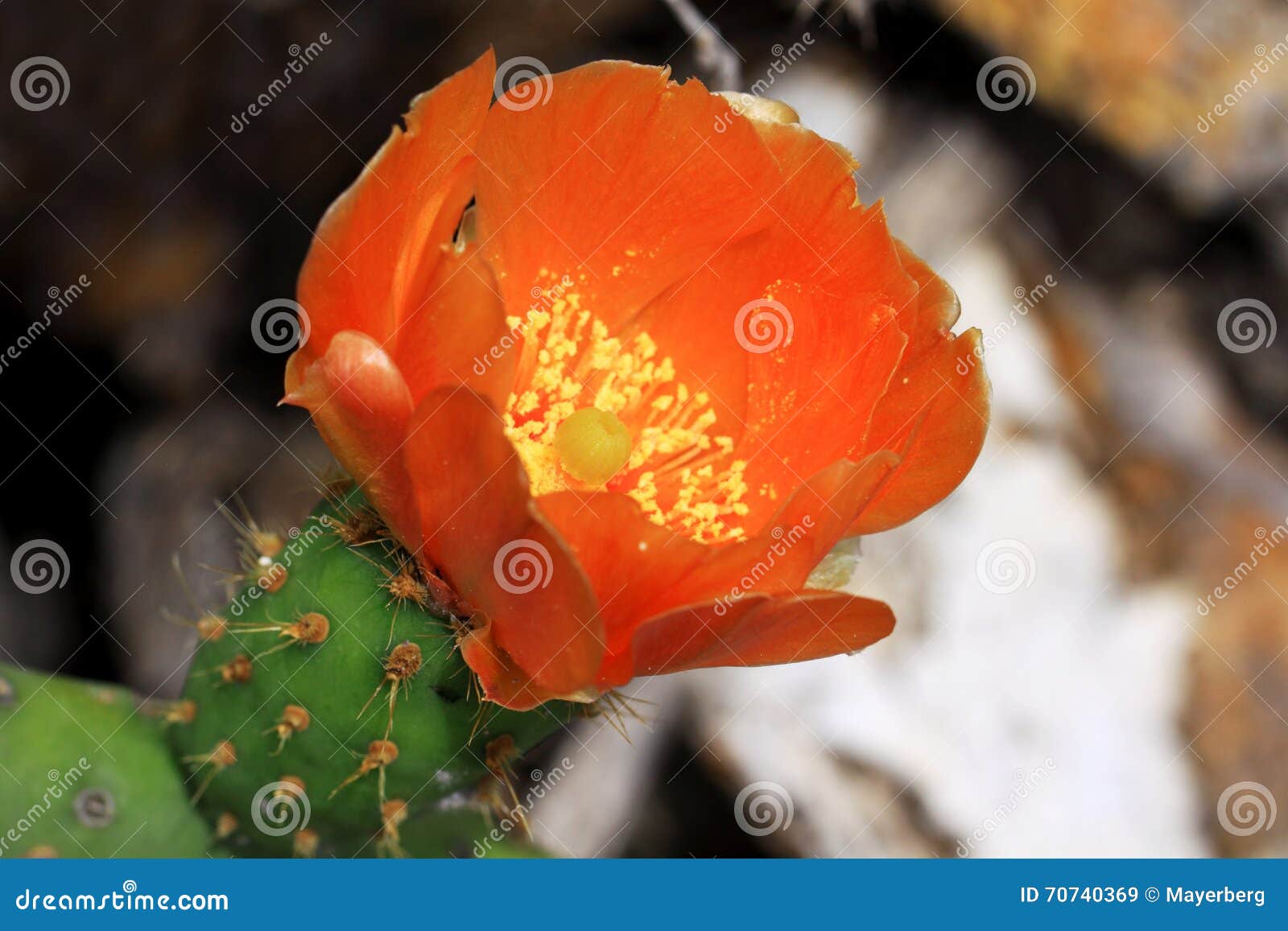 Flor Do Cacto De Um Figo Comestível Imagem de Stock - Imagem de espinhos,  nave: 70740369