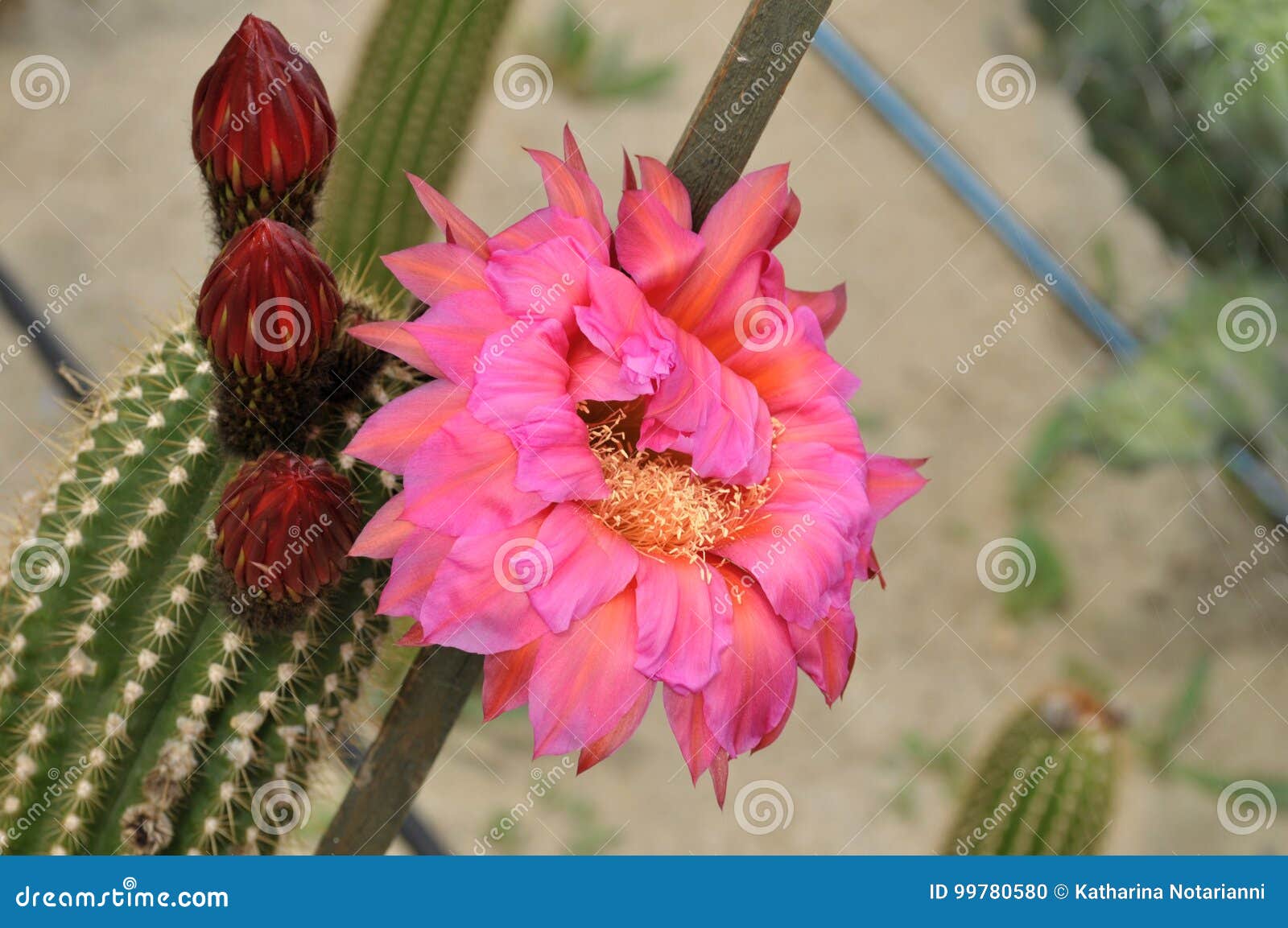 Flor Do Cacto E Flores Em Botão Cor-de-rosa Foto de Stock - Imagem de  planta, detalhado: 99780580