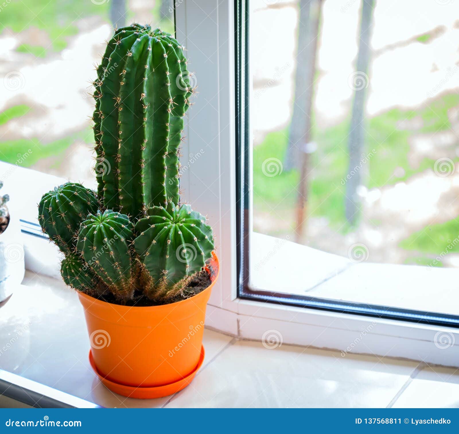 Cactos Em Um Potenciômetro De Flor Planta Da Casa - Cacto Imagem