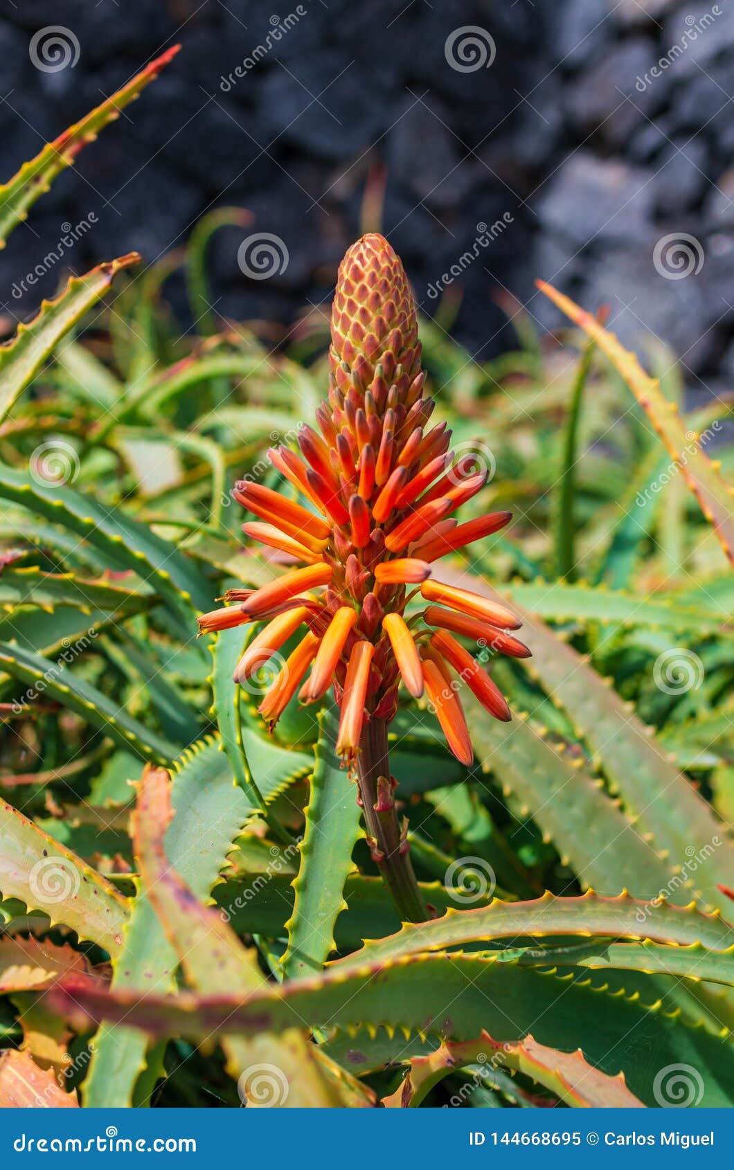 Flor Do Cacto Perto Da Praia Imagem de Stock - Imagem de folha, isolado:  144668695